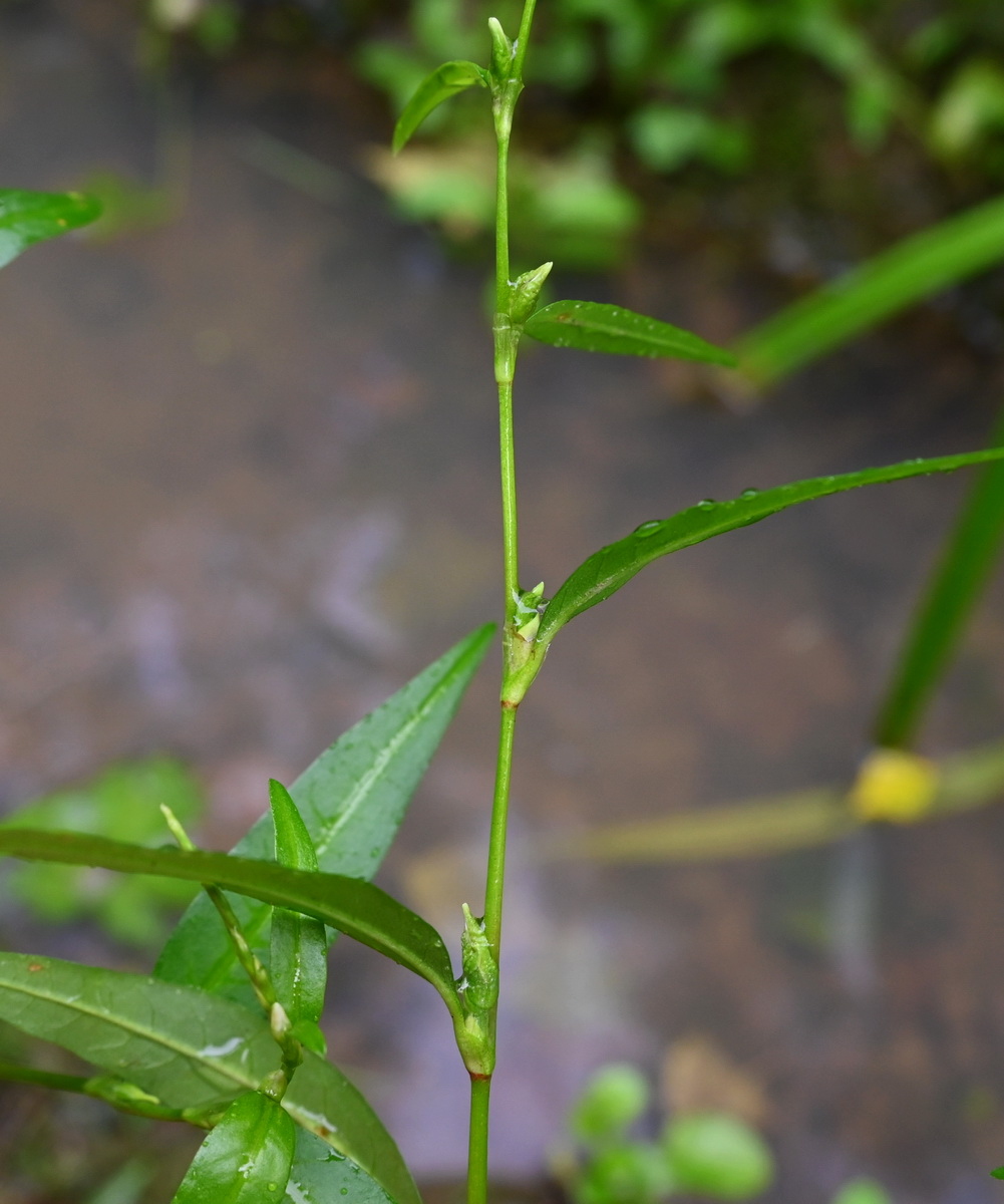 Image of genus Persicaria specimen.
