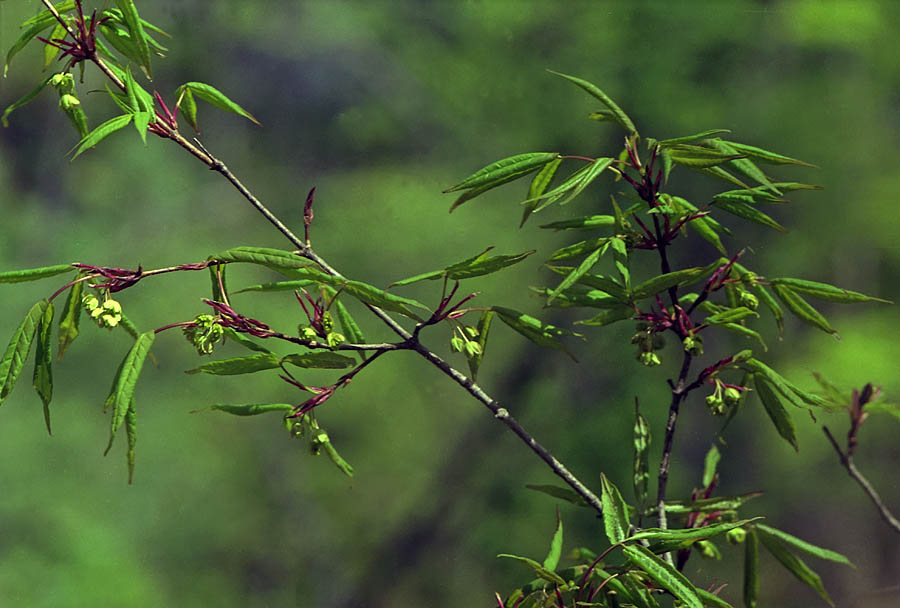 Image of Acer mandshuricum specimen.