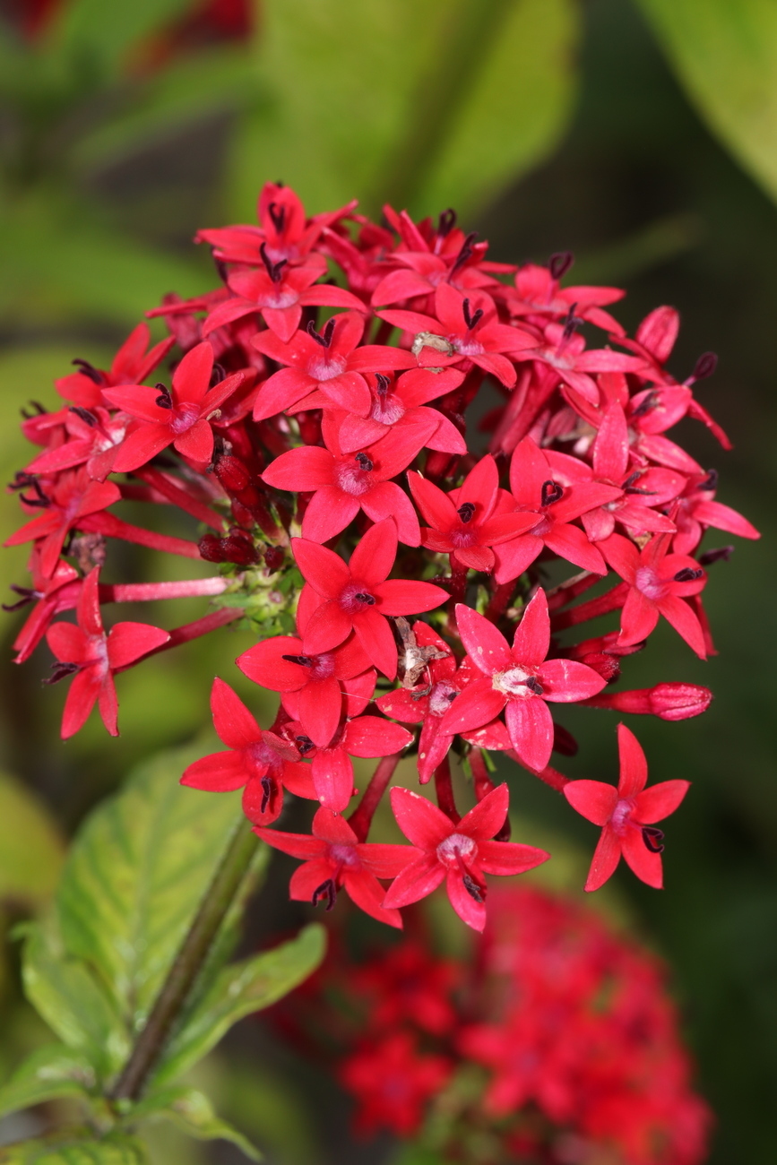 Image of Pentas lanceolata specimen.