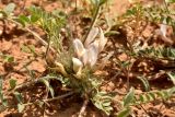 Astragalus dolichophyllus. Соцветие. Астраханская обл., Приволжский р-н, окр. пос. Кизань, западный склон бэровского бугра Кара-Тюбе. 08.05.2026.
