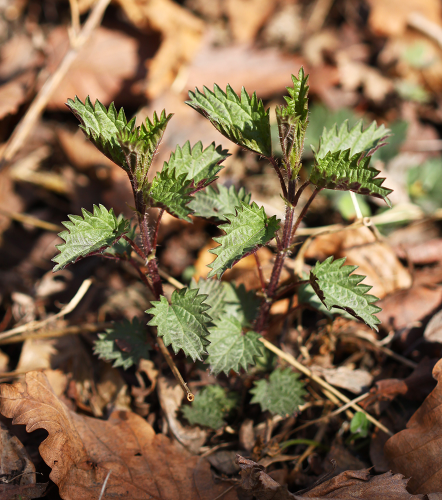 Image of Urtica angustifolia specimen.