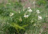 Lathyrus pannonicus. Цветущее растение. Казахстан, Восточно-Казахстанская обл., окр. с. Кожохово, степь. 04.05.2026.