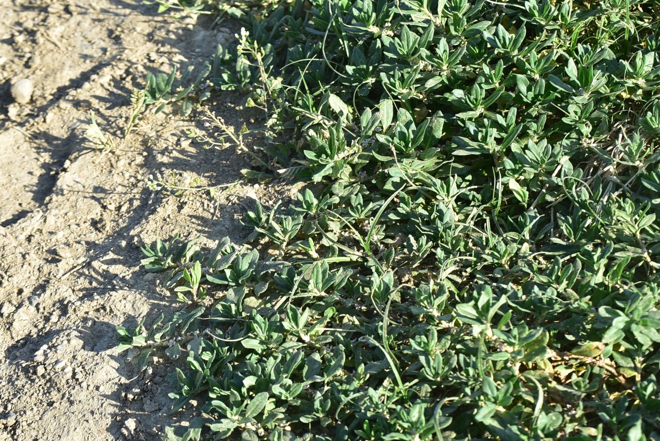 Image of genus Polygonum specimen.