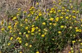 Glebionis coronaria. Цветущие растения. Португалия, г. Лиссабон, сухой склон, у дороги. 15.06.2026.