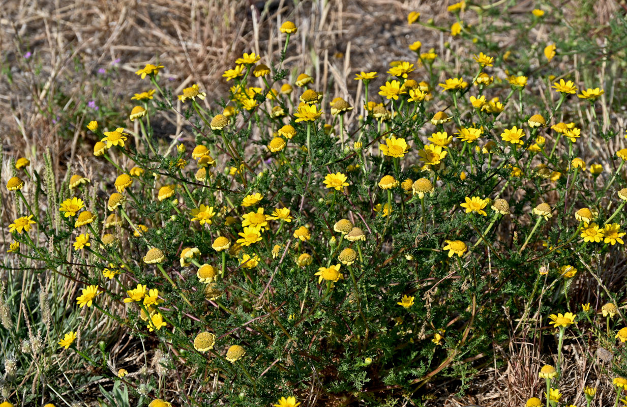 Image of Glebionis coronaria specimen.