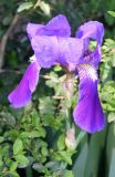 Iris × hybrida. Цветок. Узбекистан, г. Ташкент, Ботанический сад им. Ф.Н. Русанова, в культуре. 05.04.2026.