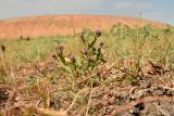 Sphaeranthus strobilifer