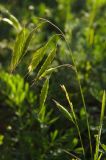 Bromus squarrosus. Соцветие. Оренбургская обл., Саракташский р-н, Жёлтинский сельсовет, хр. Карамурунтау, подножие горы Нос, разнотравно-злаковый луг. 10 июня 2025 г.