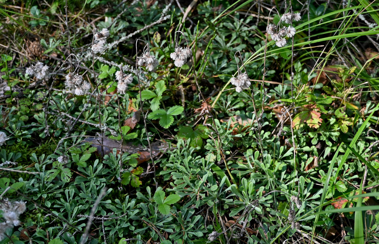 Изображение особи Antennaria dioica.