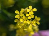 Изображение особи. Автор - Мария Новикова