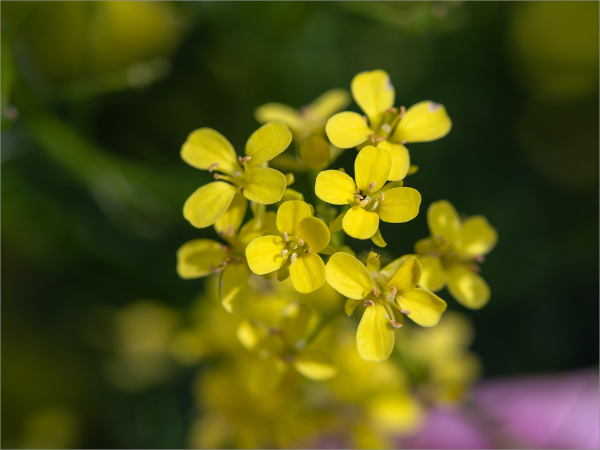 Изображение особи Bunias orientalis.
