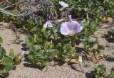 Calystegia soldanella. Цветущие и зацветающие растения. Жирона, комарка Баш Эмпорда, муниципалитет Пальс, берег лагуны Les basses d'en Coll, небольшая полоса намывного песка вблизи от дельты канала rec del Molí de Pals. 23.04.2026.