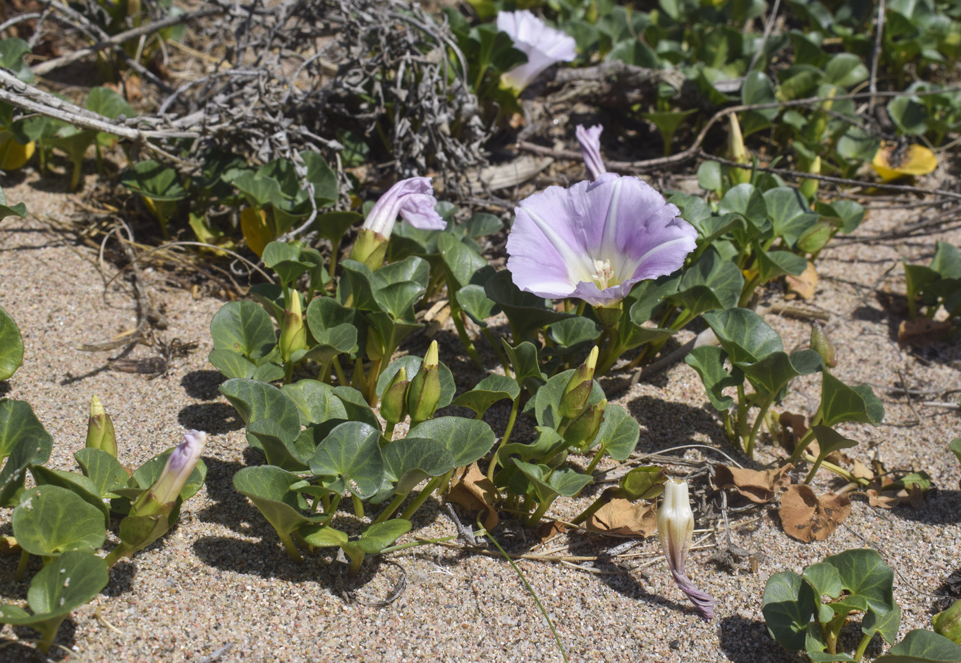 Изображение особи Calystegia soldanella.