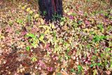 Lonicera periclymenum