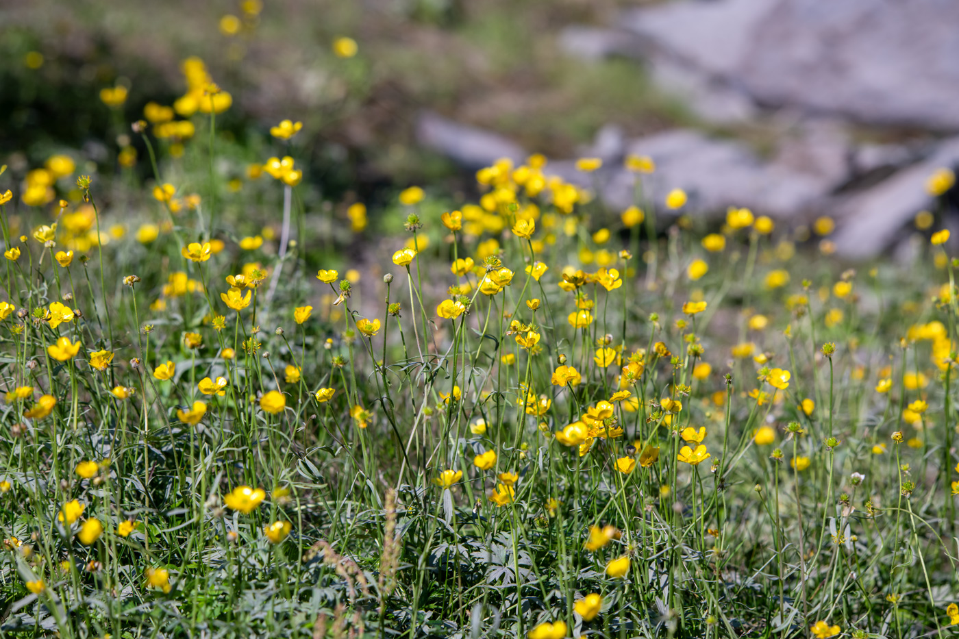 Image of genus Ranunculus specimen.