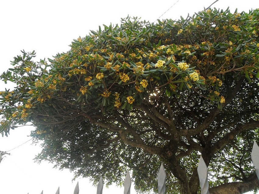 Image of Pittosporum tobira specimen.