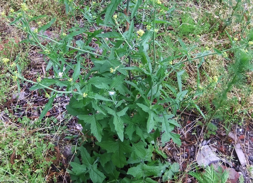 Изображение особи Sisymbrium officinale.