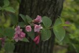 Weigela florida