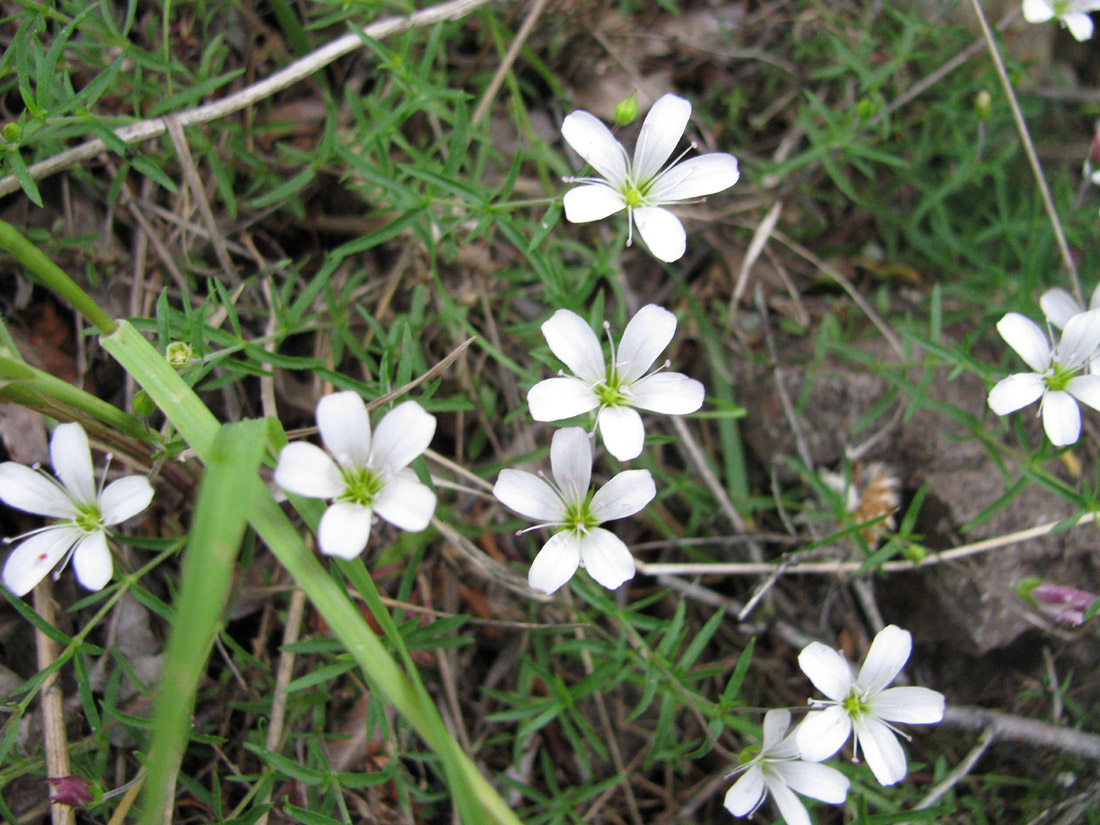 Изображение особи Gypsophila sericea.