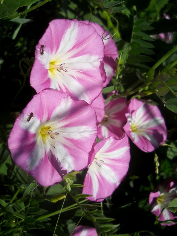 Изображение особи Convolvulus arvensis.