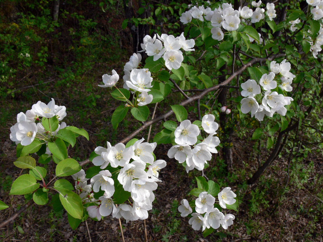 Image of Malus domestica ssp. cerasifera specimen.