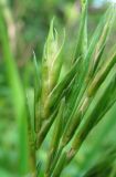 Brachypodium pinnatum