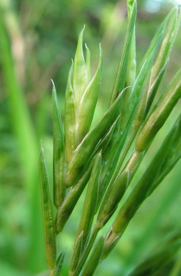Image of Brachypodium pinnatum specimen.