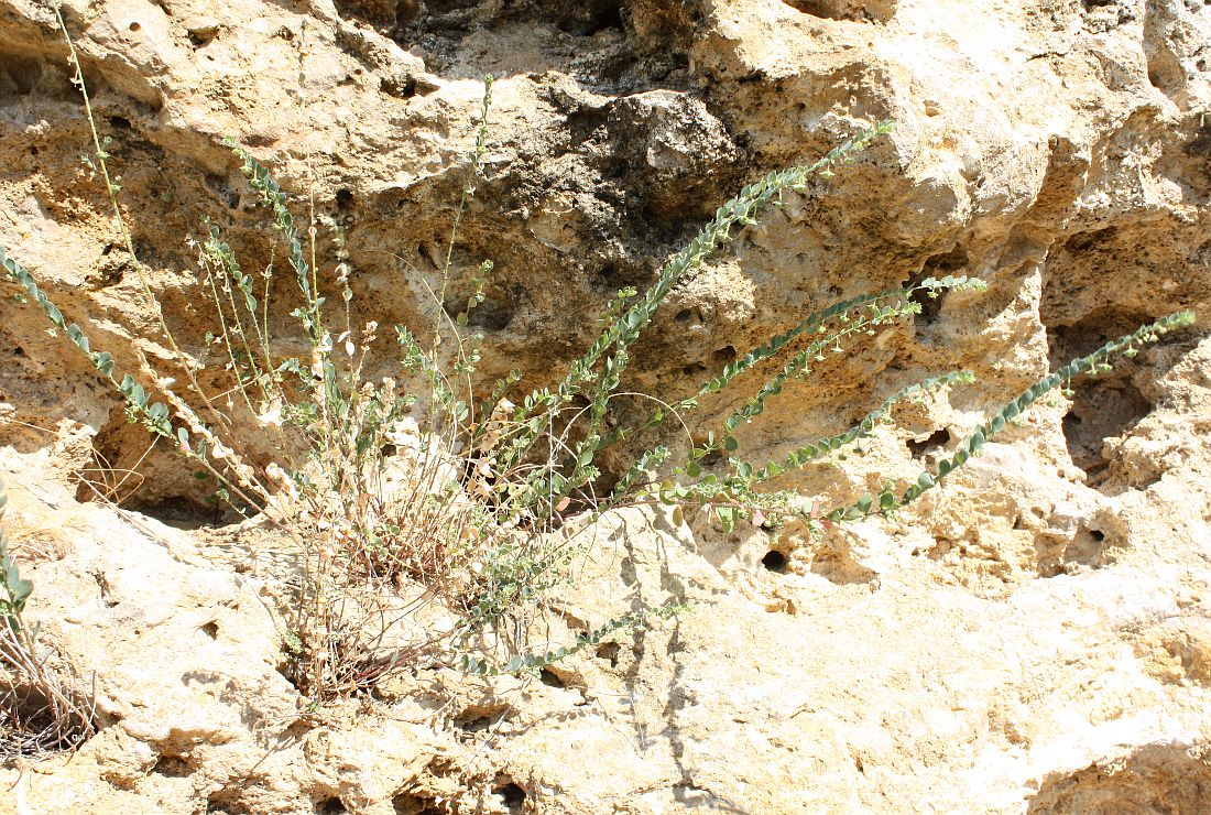 Image of Andrachne telephioides specimen.