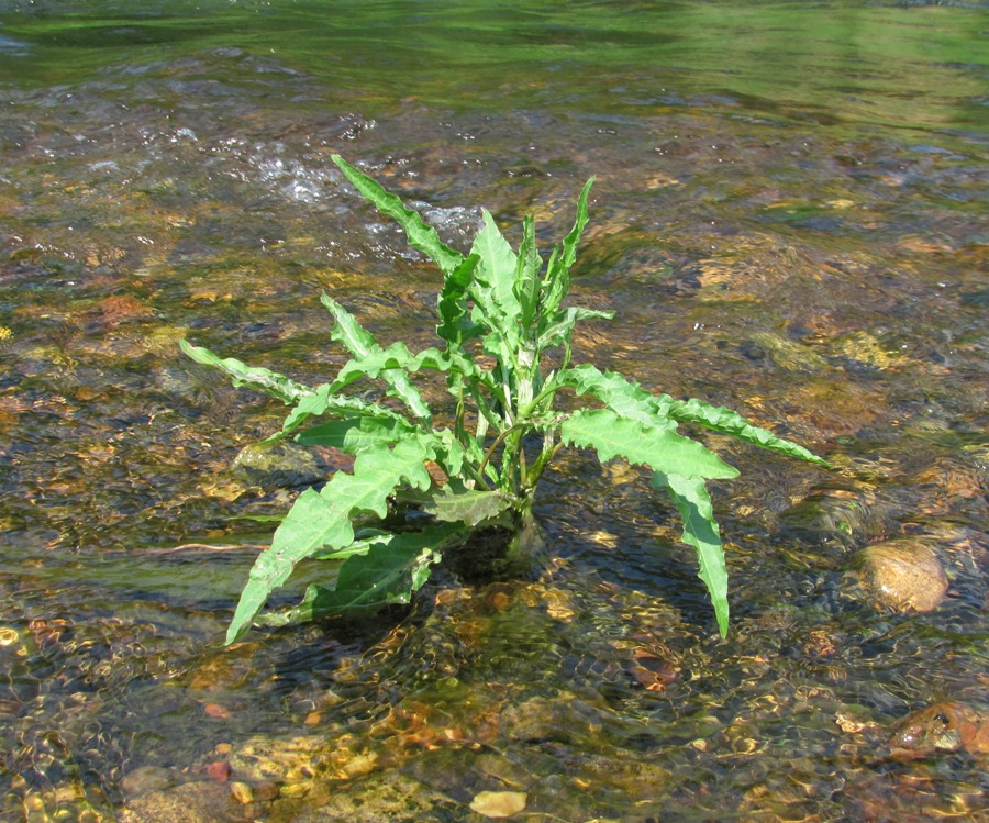 Изображение особи Rumex crispus.