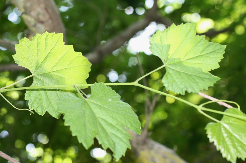 Изображение особи Vitis gmelinii.