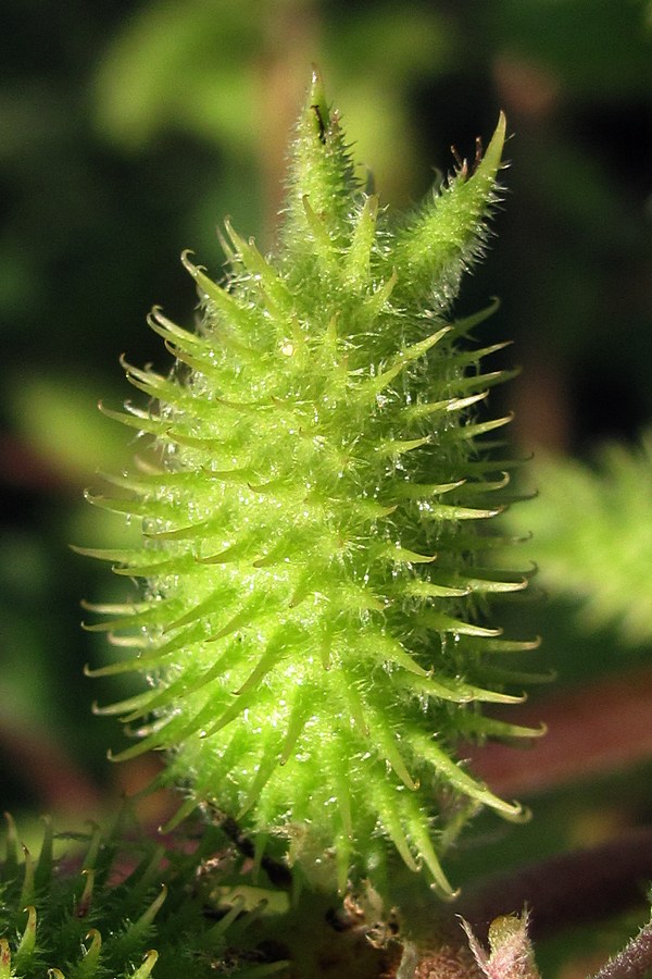 Image of Xanthium orientale specimen.