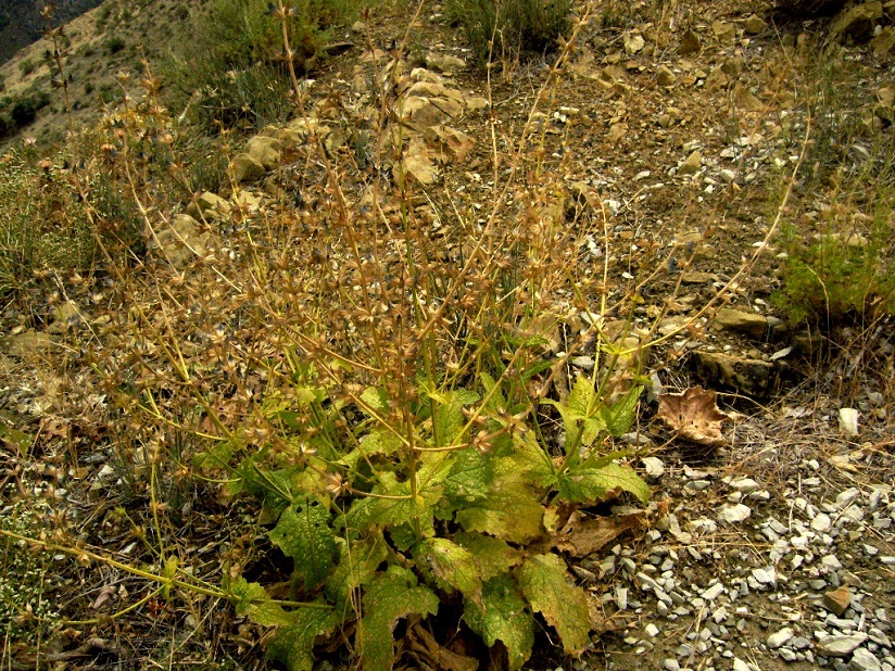 Image of Salvia turcomanica specimen.