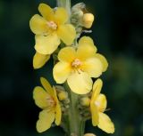 Verbascum densiflorum. Часть соцветия. Воронежская обл., Павловский р-н, окр. с. Михайловка (Шипов лес). 19.06.2011.