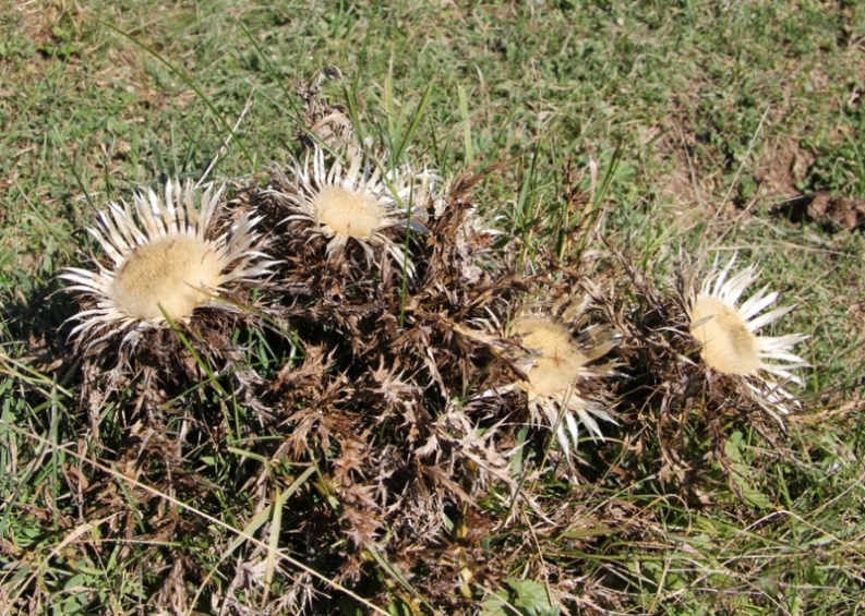 Изображение особи Carlina acaulis.