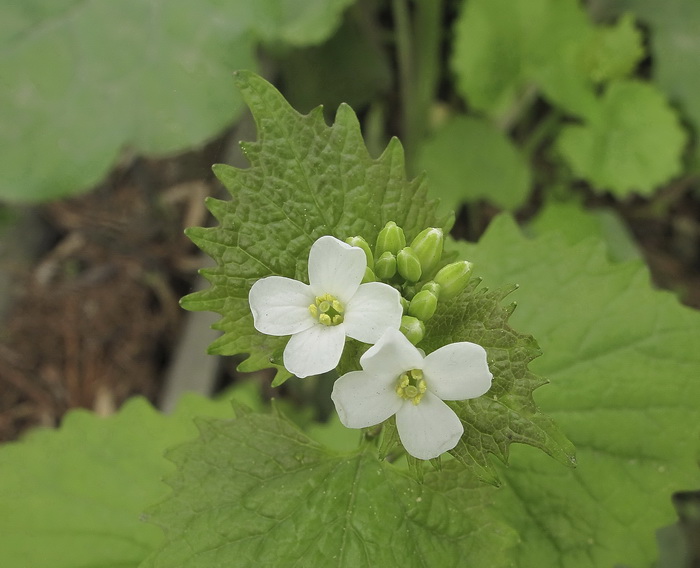 Image of Alliaria petiolata specimen.