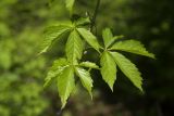 Parthenocissus quinquefolia