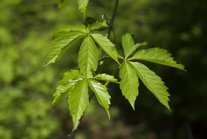 Изображение особи Parthenocissus quinquefolia.