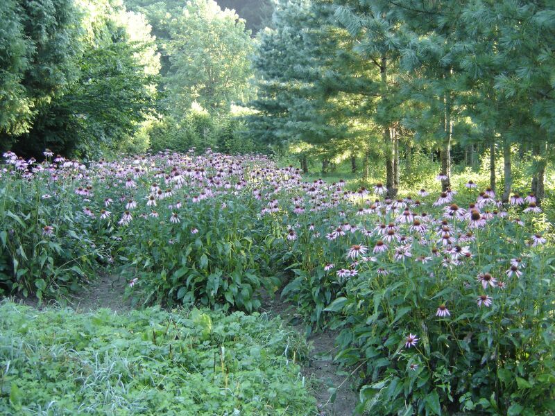 Изображение особи Echinacea purpurea.