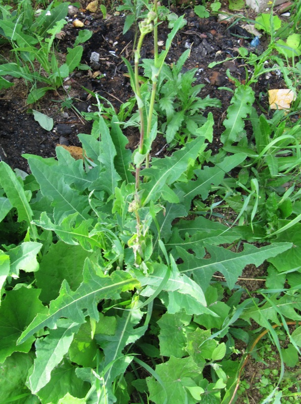 Распространенный сорняк. Осот полевой (Sonchus arvensis),. Молочай осот огородный. Лебеда осот молочай. Осот колючий огородный сорняк.