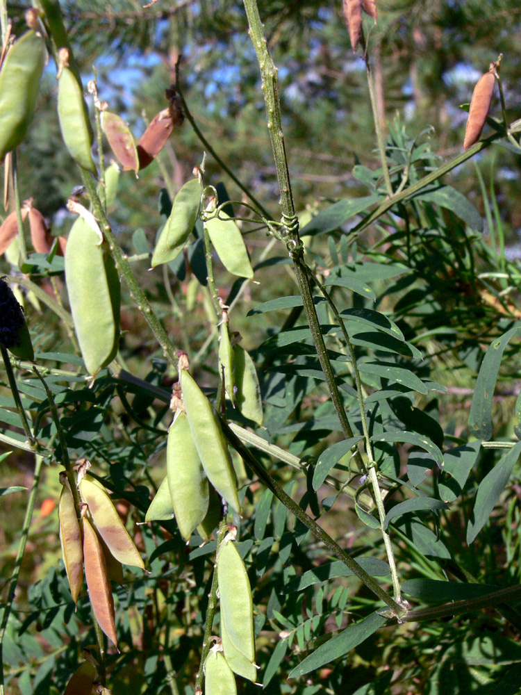 Image of Vicia cracca specimen.