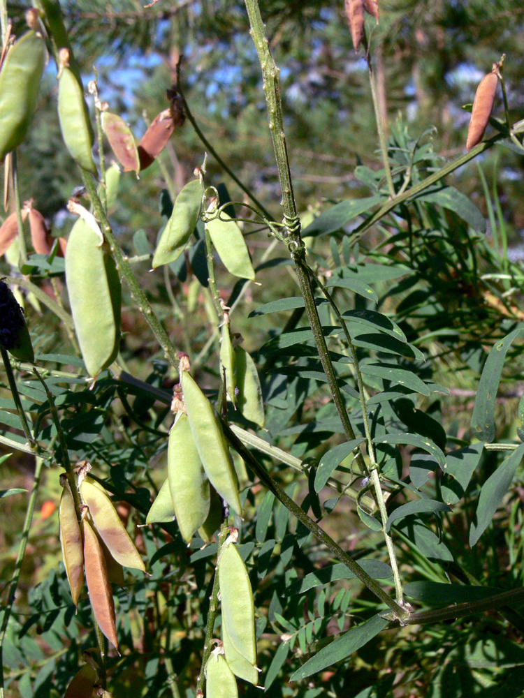 Изображение особи Vicia cracca.