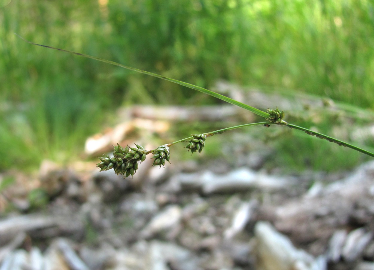 Image of Carex brunnescens specimen.