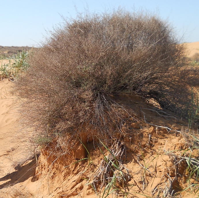 Изображение особи Artemisia arenaria.