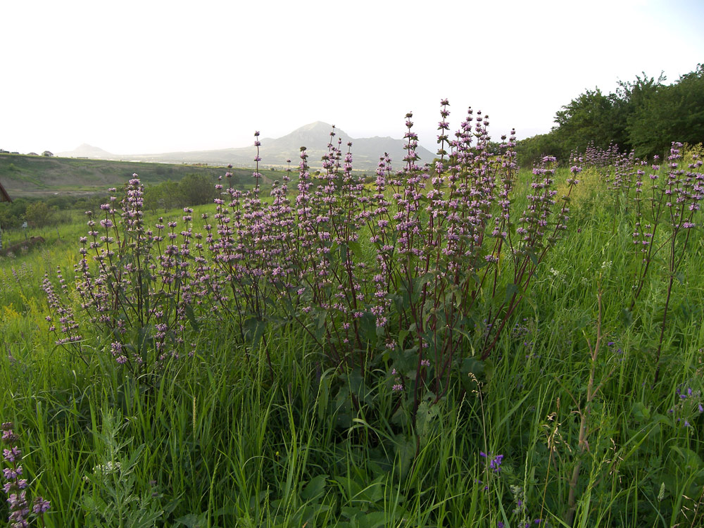 Image of Phlomoides tuberosa specimen.
