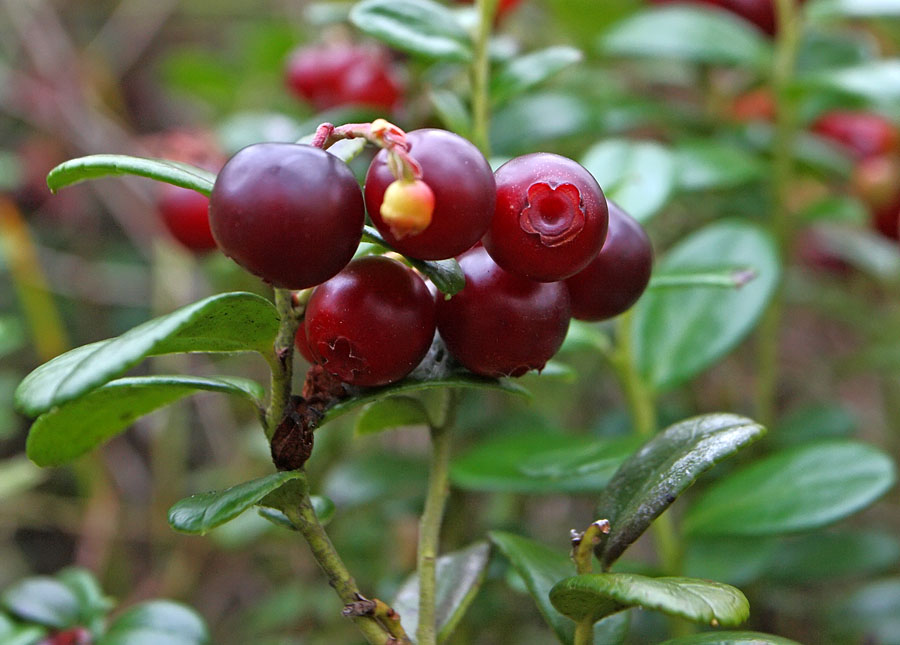 Image of Vaccinium vitis-idaea specimen.