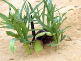 Eminium spiculatum. Цветущее растение. Израиль, северо-западный Негев, пески Халуца. 02.04.2011.