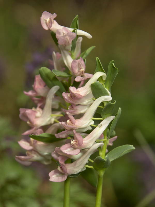 Image of Corydalis solida specimen.
