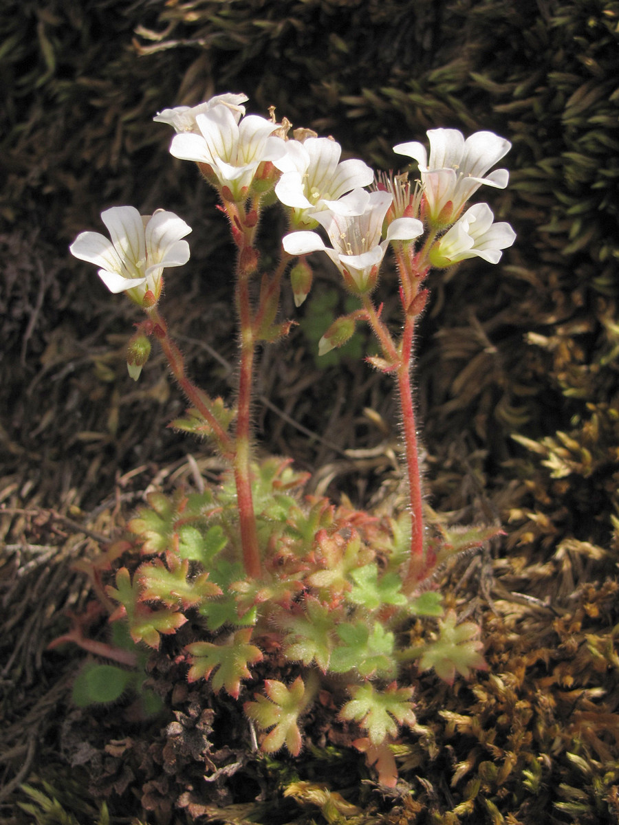 Image of Saxifraga irrigua specimen.