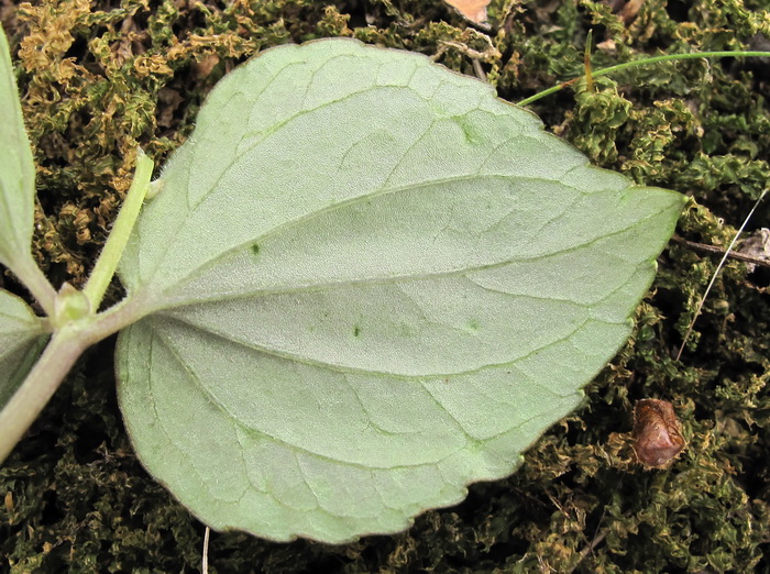 Изображение особи Viola xanthopetala.