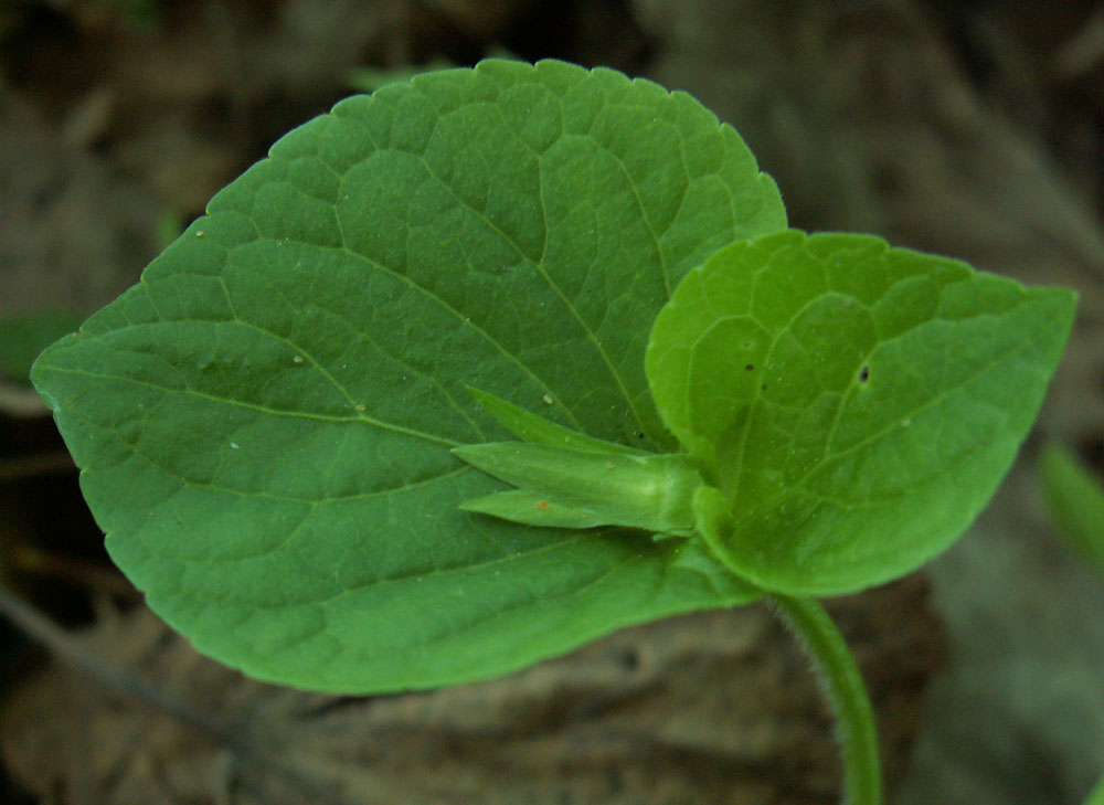 Изображение особи Viola mirabilis.